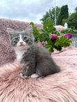 Supersöt Långhårig Kattunge - Norsk Skogkatt / Maine Coon