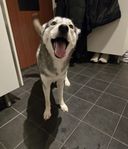 1 år gammal siberian husky