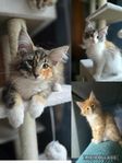 Norsk skogskatt kattungar med stamtavla