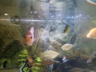 fisk