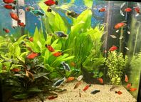 Akvariefiskar Platy