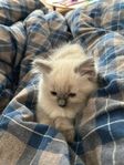Underbar kattunge söker sitt kärleksfulla för-alltid-hem