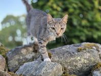kattflicka 1,5 år
