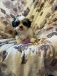 Valpar Yorkshireterrier/Malteser