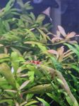 Neo Cardinas - Red
