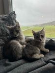 Fantastiska kattungar
