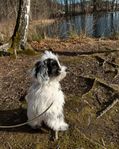 säljer en blandras hund
