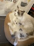 100% Ragdoll