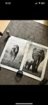 Posters x2