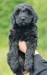 Bernedoodle valp
