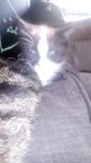 katt