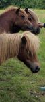 1 årig shetlands hingst 