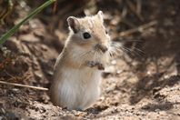 Gerbil Ökenråtta
