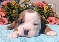 VALP, CONTINENTAL BULLDOG SKK-REGISTRERAD