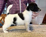 SKK Jack Russell hanvalp leveransklar!