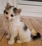 Långhårig kattunge