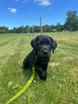 Labradorvalp