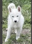 vackra siberian Husky valpar till salu