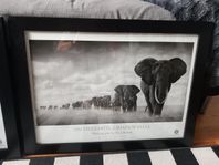 Tavlor / Nick Brandt