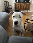 Pittbull 