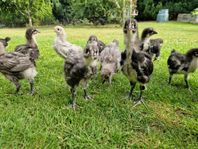 Australorp kycklingar 4 veckor