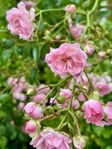 Rosa buskrosor, mycket vackra!