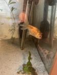 slöjstjärt och ranchu guldfisk