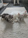 Norsk skogkatt kattungar. Kattunge. Renrasig