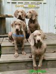 Mångsidig Weimaraner letar hem 