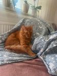 katt