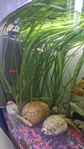 akvariumväxt