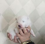 Samojed valpar