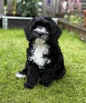 Multigeneration Australian Labradoodle