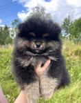 Pomeranian valp 