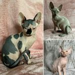 Sphynx kattungar  (stamtavla) 
