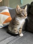 Kattunge, hane
