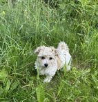 Bichon havanais tik