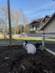 Intressekoll