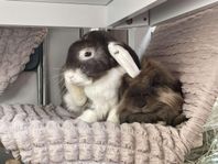 Omplacering 2 kaniner 