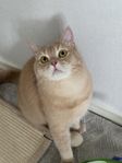 Brittisk renrasig Katt