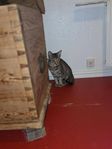 En blyg skönhet söker lugnt hem! ocicat