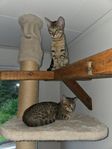 kattungar ocicat 2 hanar