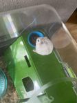 Hamster med bur
