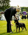 Rottweiler Tik 8mån