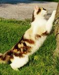 Sköldpaddsfärgad katt