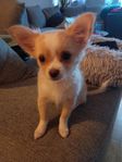 Långhårig Chihuahua Valp