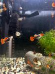 Guppy Koi Tuxedo Egenodlade 