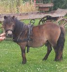 Shetlands hingst F 2024 Ville