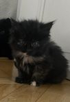 Kattungar 