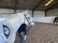 D-ponny på 23år söker fodervärd
